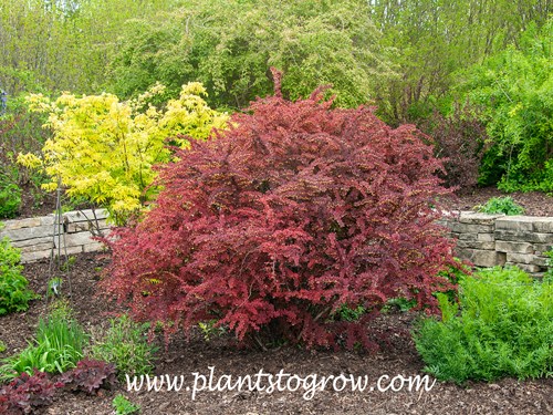 Rose Glow Barberry (Berberis thunbergi)